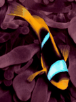 pic for ClownFish 2
